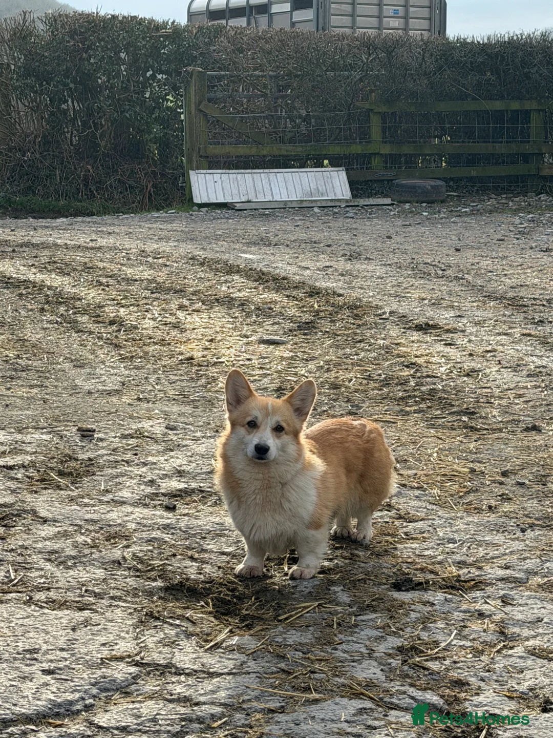 Welsh Corgi Pembroke dogs for sale: Pembrokeshire Corgi Girls in Llanwrda - Advert 1