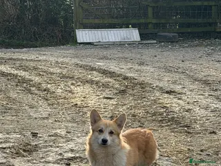 Welsh Corgi Pembroke dogs Pembrokeshire Corgi Girls - Advert 4