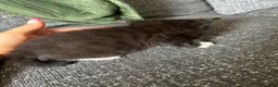 Mixed Breed cats for sale: 3 male kittens for sale  - Advert 12