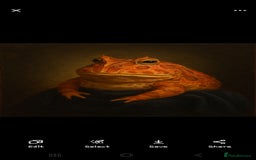 Frog reptiles for sale: Strawberry pacman frog - Advert 6