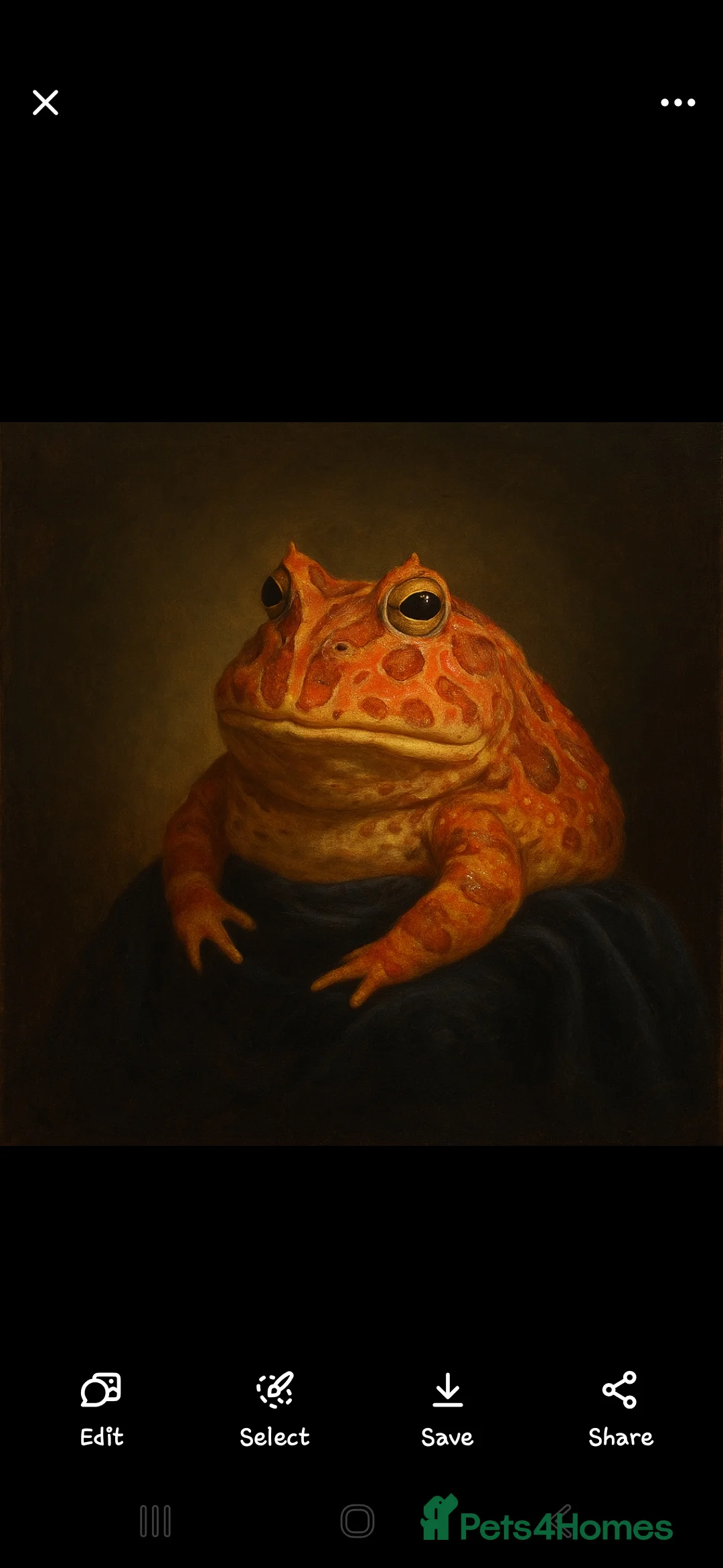 Frog reptiles for sale: Strawberry pacman frog - Advert 6