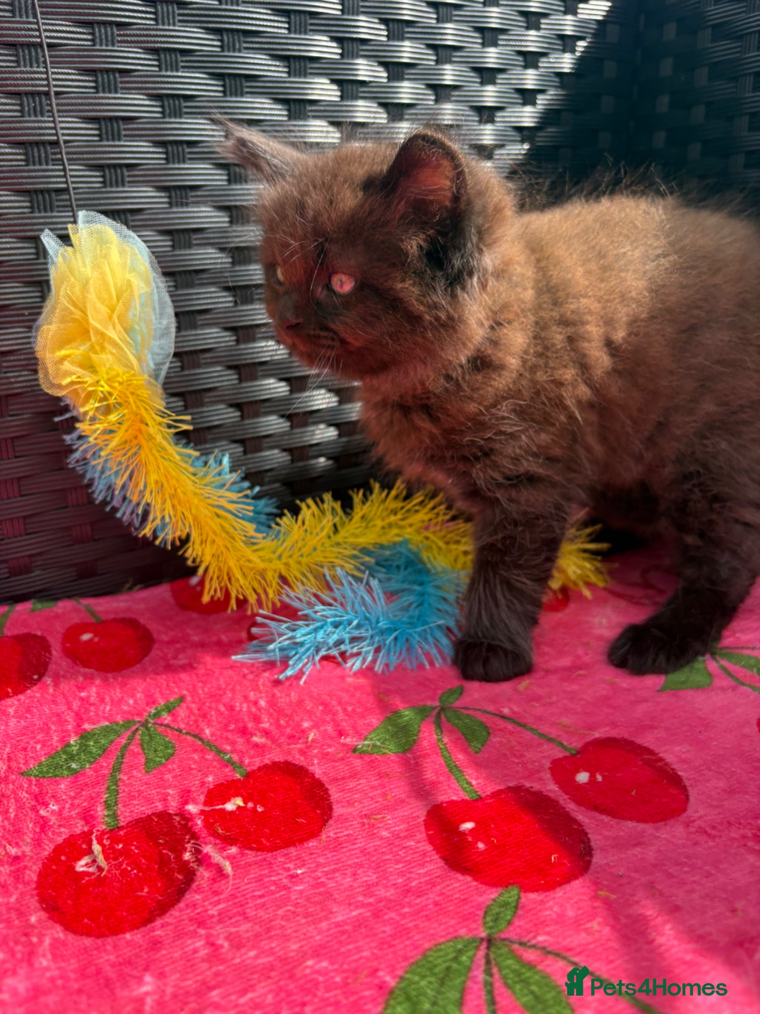 Mixed Breed cats for sale: Ragdoll x kittens  - Advert 4
