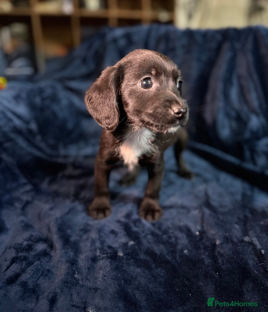Mixed Breed dogs for sale: 3/4 spaniels 1/4 jack Russel puppy’s 🩷 - Image 19
