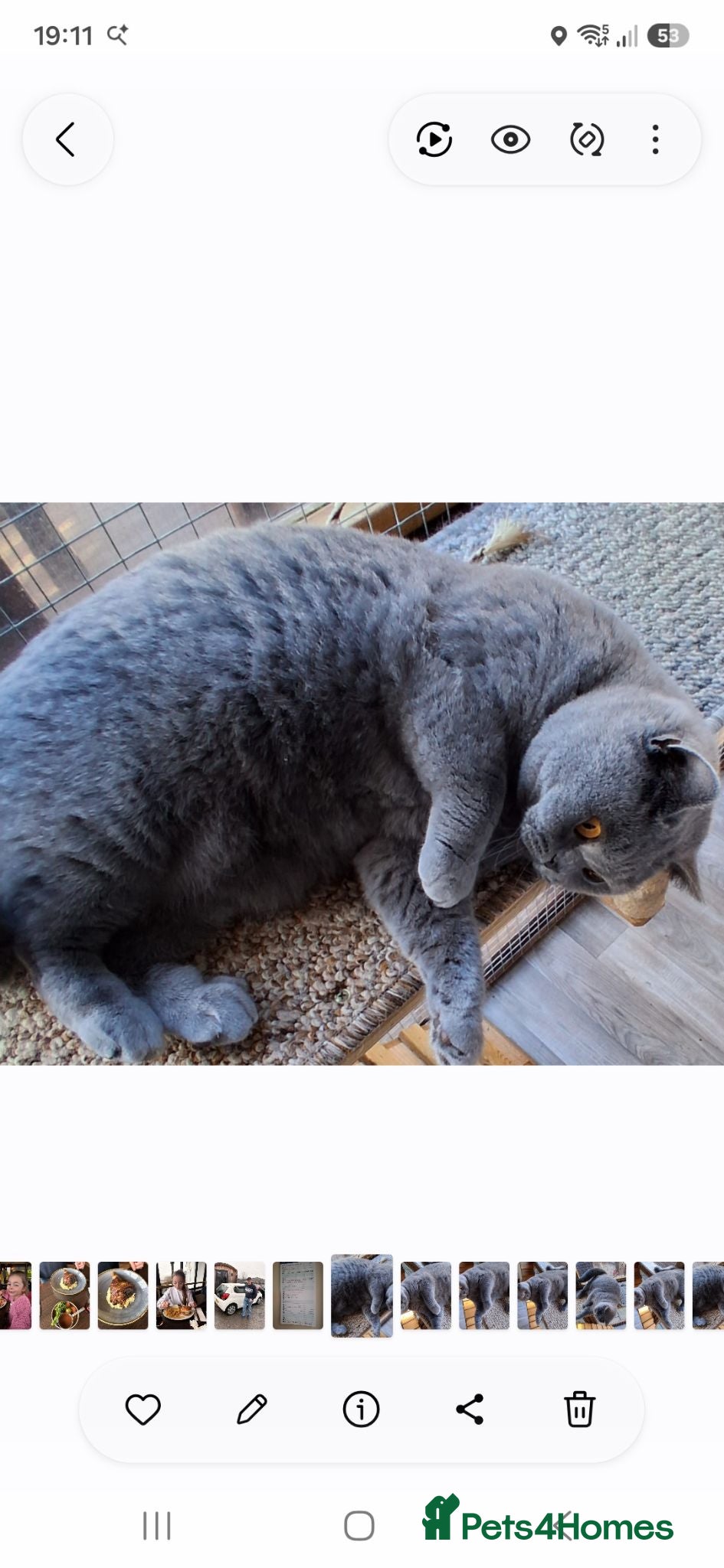 British Shorthair cats Adult British shorthair Female  - Advert 2