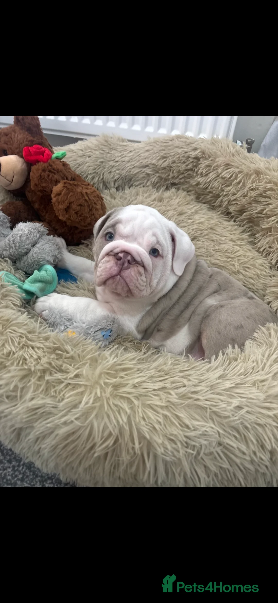 English Bulldog dogs for sale: The most beautiful bulldogs in manny - Advert 2