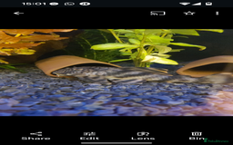 Plecos fish for sale: Pekoltia Braueri L121 - Male and Female - Image 1