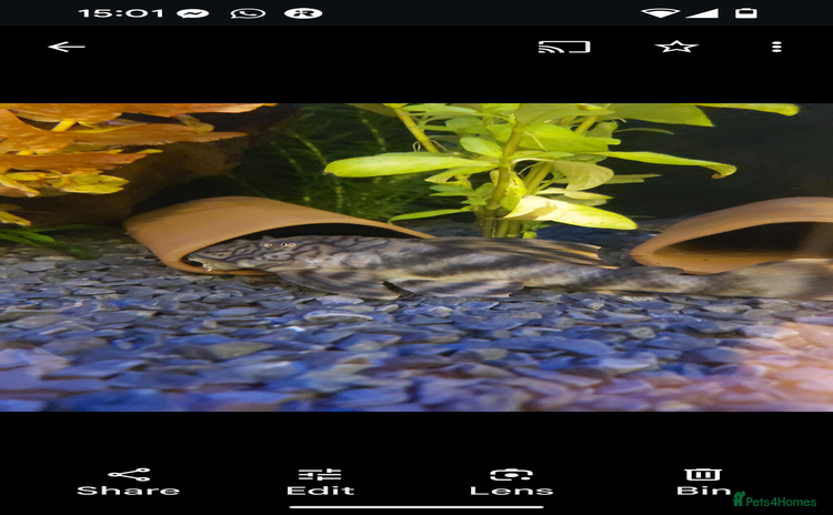 Plecos fish - Advert 2