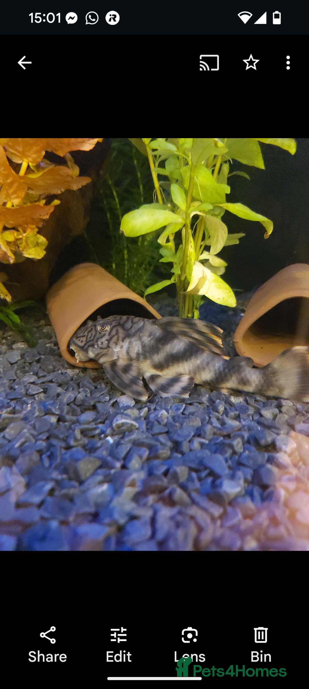 Plecos fish for sale: Pekoltia Braueri L121 - Male and Female - Image 1