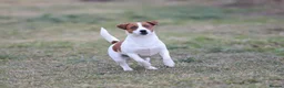 Jack Russell dogs for adoption: 🐾 KARINA – Female Jack Russell Terrier 🐾 - Advert 6