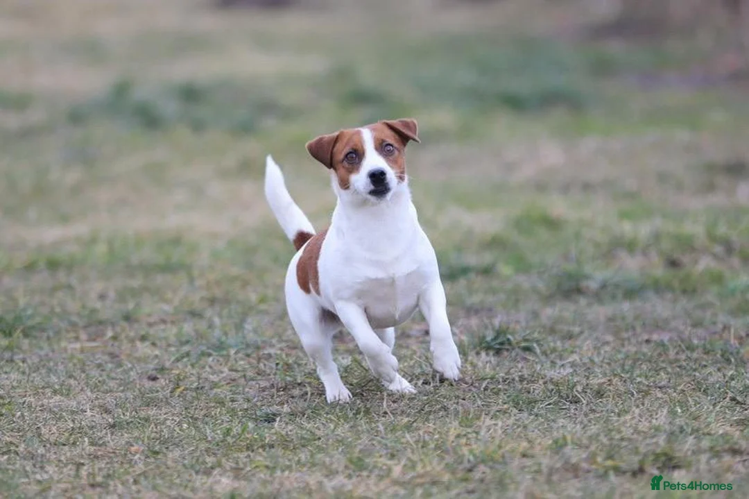 Jack Russell dogs for adoption: 🐾 KARINA – Female Jack Russell Terrier 🐾 - Advert 6