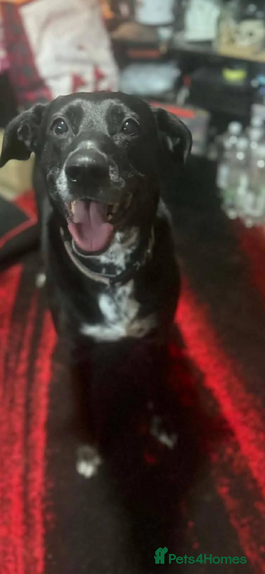 Mixed Breed dogs for sale: Bess - loving, faithful, friendly family dog !  in Newark - Advert 1