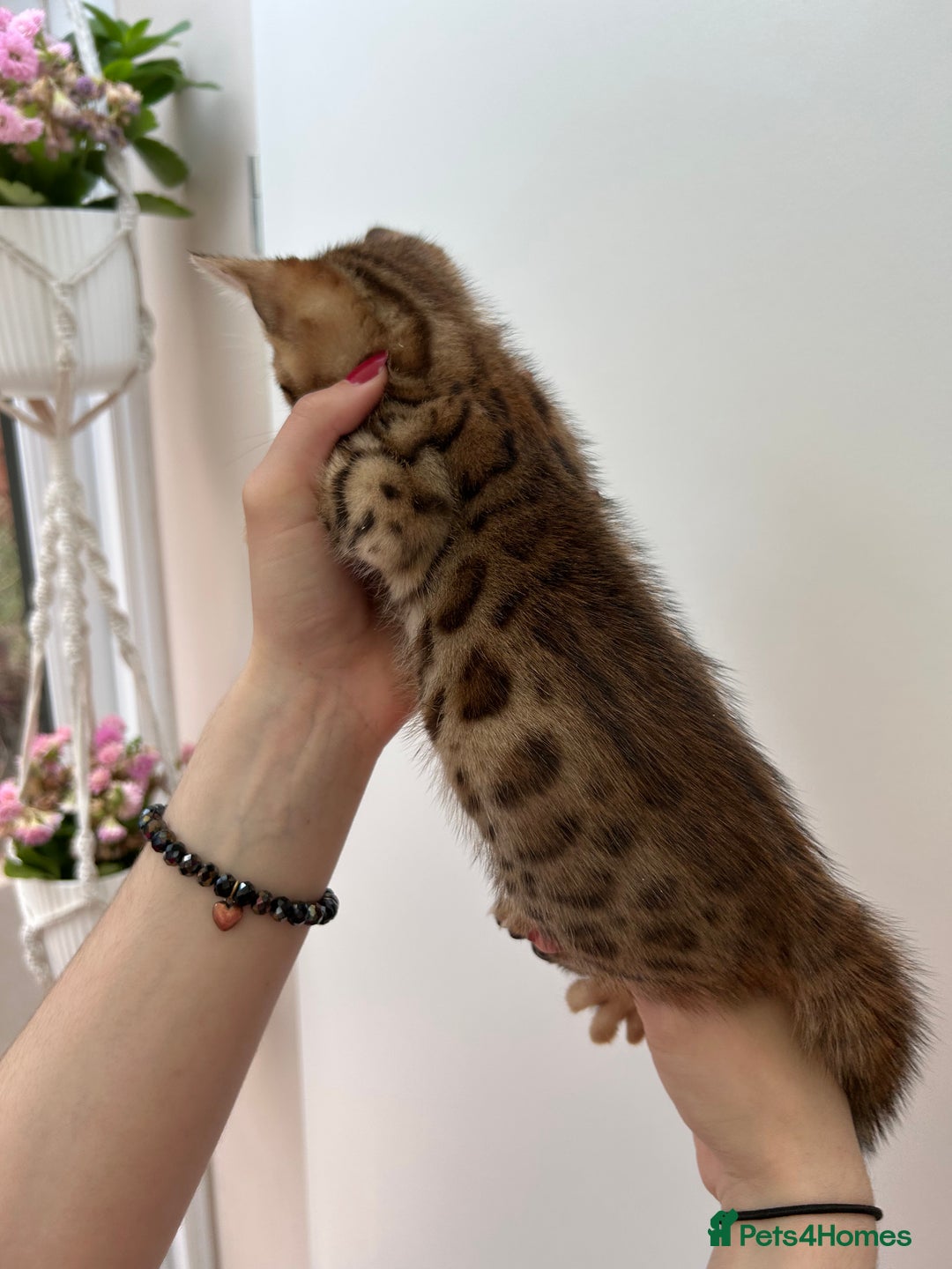 Bengal cats for sale: GORGEOUS PURE BENGAL KITTENS READY TO GO ❤️ - Image 10