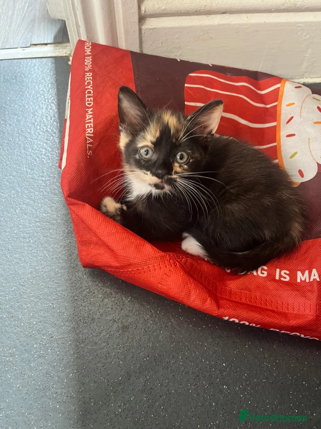 Mixed Breed cats for sale: 1 male - 4 female  - Advert 2