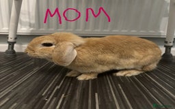 Netherland Dwarf rabbits for sale: netherland dwarf x minilop 5 black / brown rabbits - Image 23