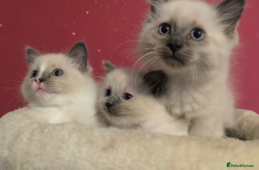 Ragdoll cats Ragdoll kittens - Advert 12