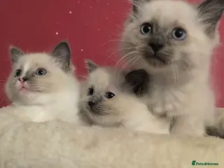 Ragdoll cats Ragdoll kittens - Advert 12
