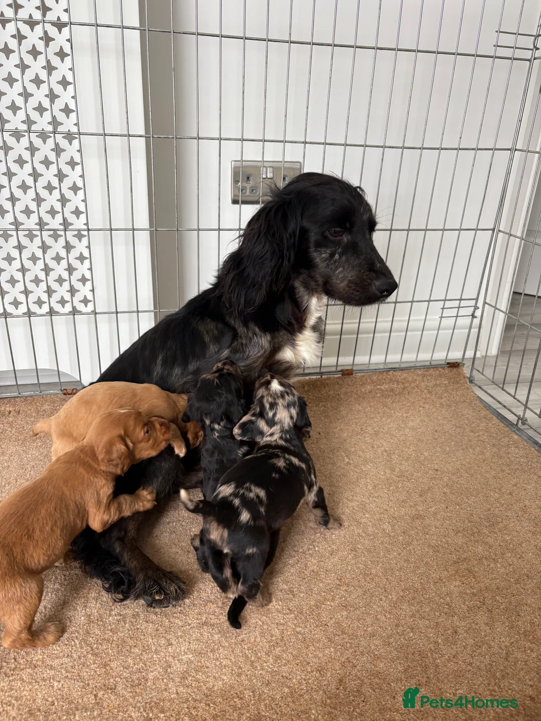 Cocker Spaniel dogs for sale: Cocker spaniel puppies  - Advert 1