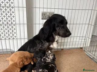 Cocker Spaniel dogs Cocker spaniel puppies - Advert 1