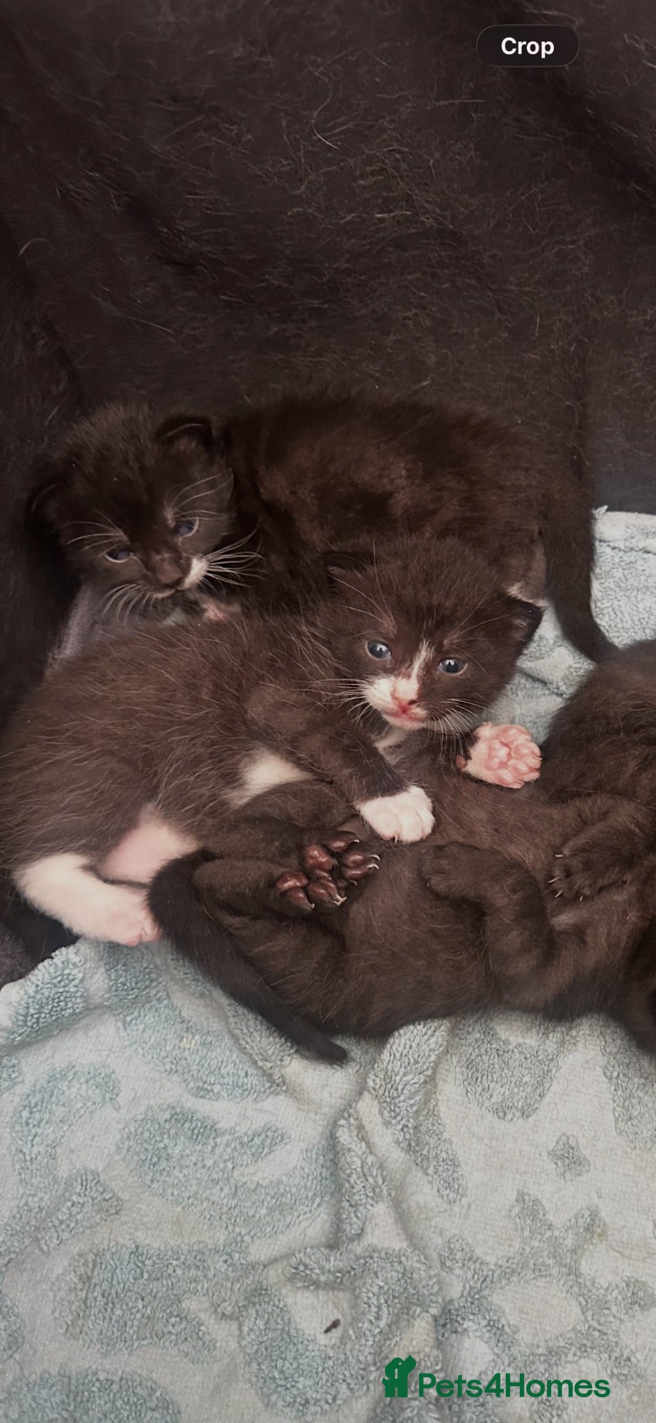 Mixed Breed cats Kittens - Advert 1
