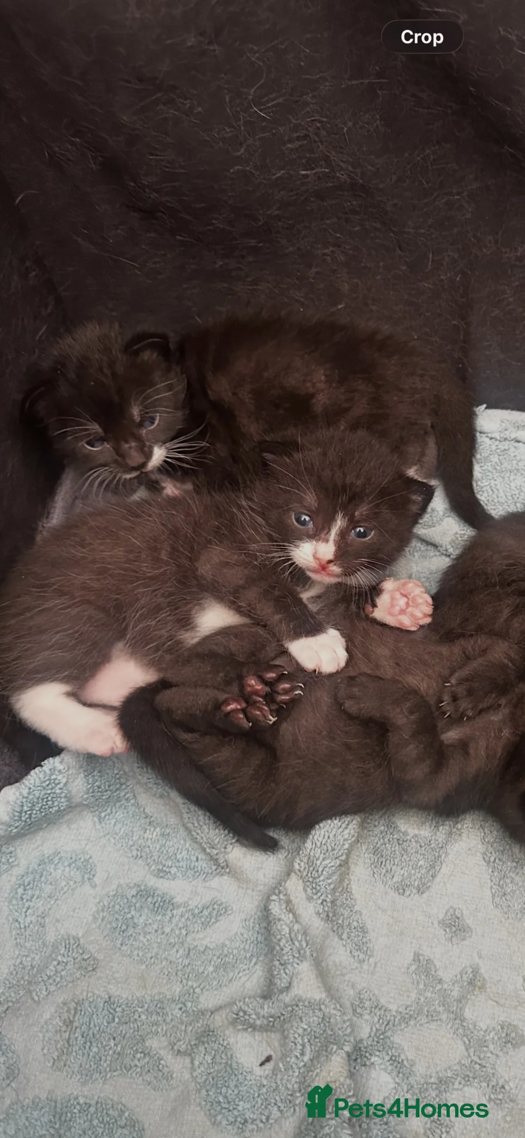 Mixed Breed cats for sale: Kittens in Ruislip - Advert 1