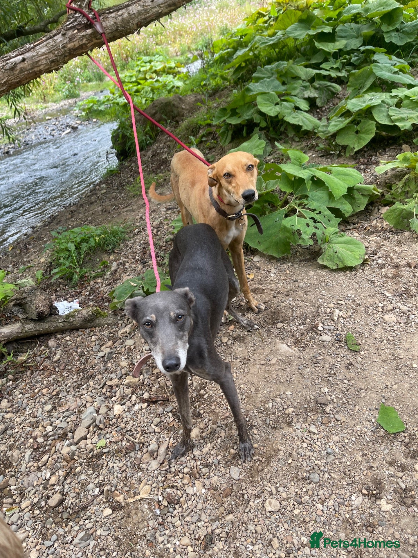 Mixed Breed dogs Male and female lurcher  - Advert 2