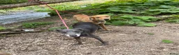 Mixed Breed dogs for sale: Male and female lurcher  - Advert 1