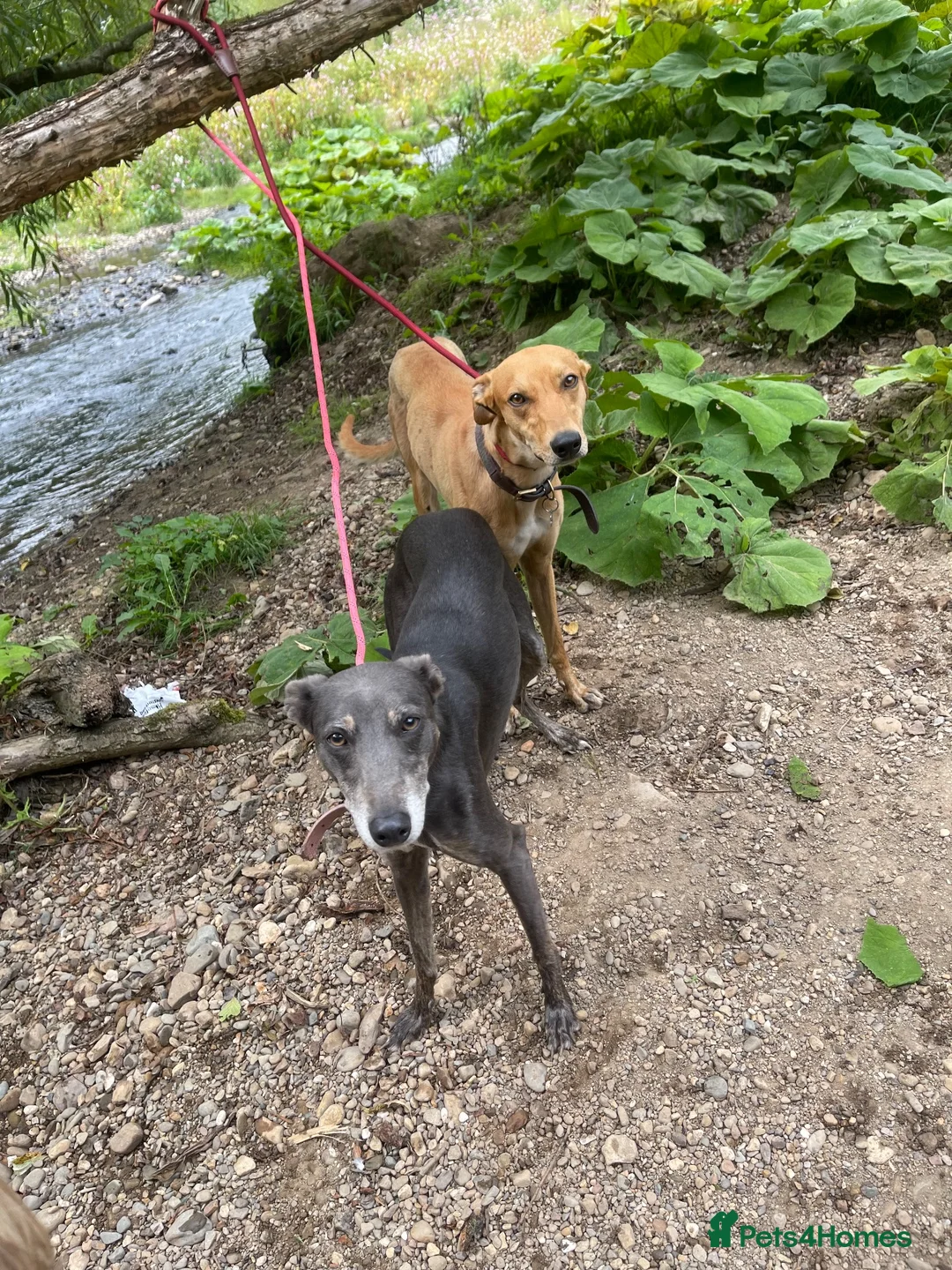 Mixed Breed dogs for sale: Male and female lurcher  - Advert 1