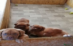 Dogue De Bordeaux dogs for sale: Gorgeous DOUGUE Babies - Image 20