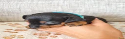 Miniature Pinscher dogs for sale: Three beautiful mini-pin pups  in Morecambe - Advert 10