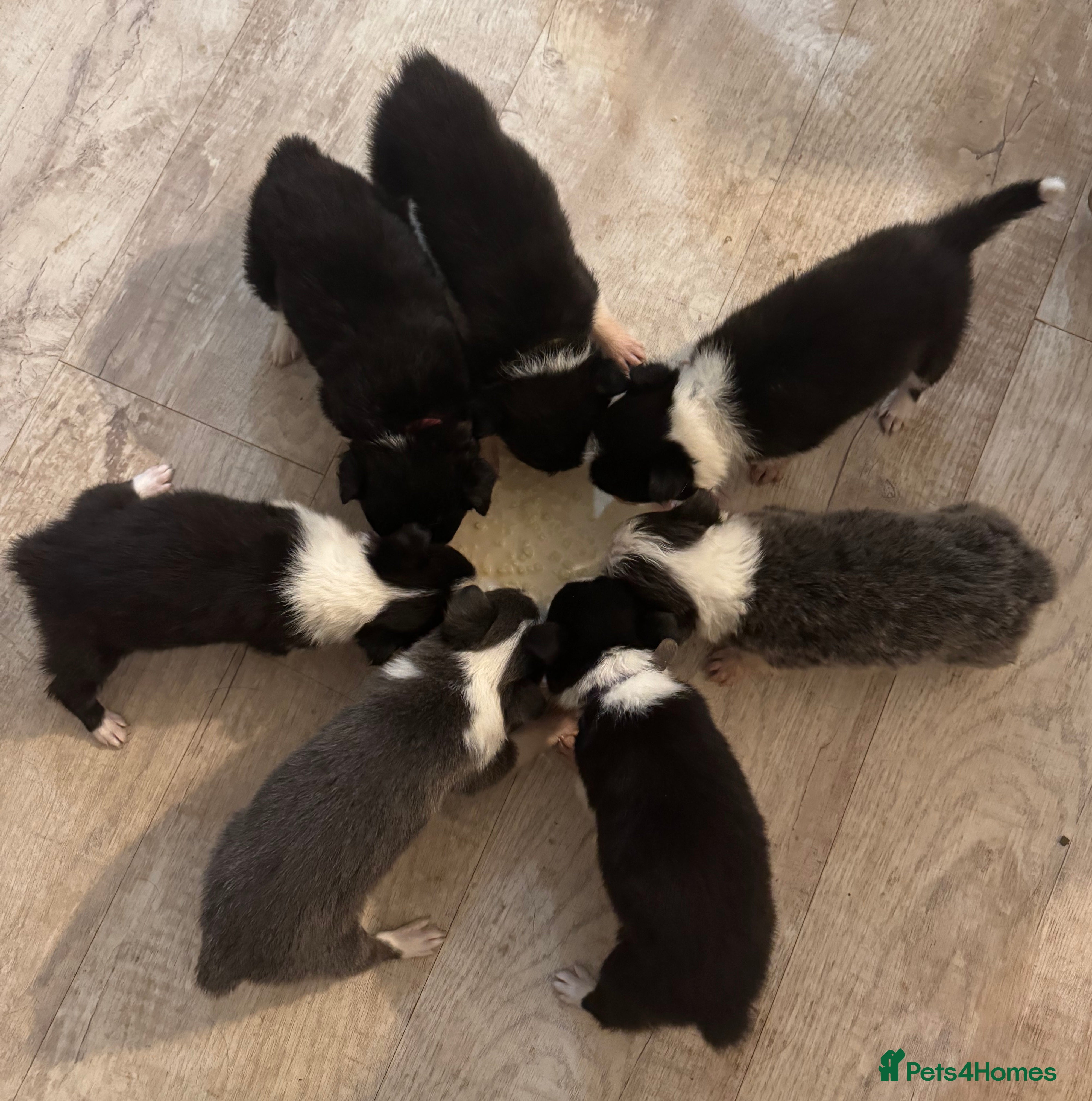 Border Collie dogs Border Collie Pups - Ellesmere Port - Advert 5
