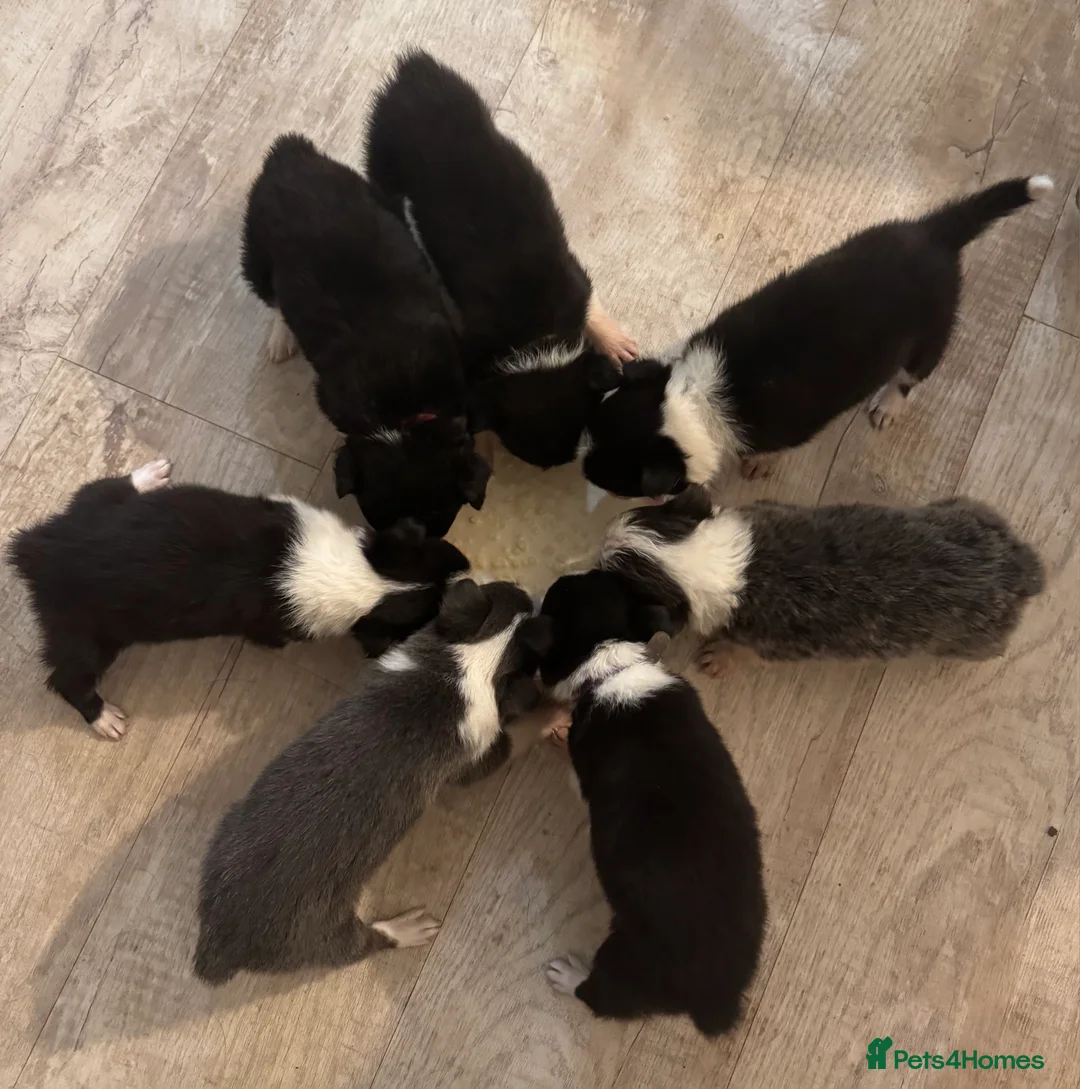 Border Collie dogs for sale: Border Collie Pups - Ellesmere Port - Advert 1