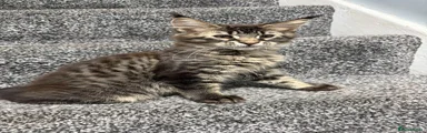 Maine Coon 2