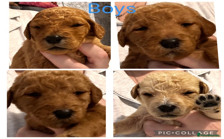 Labradoodle dogs - Advert 6