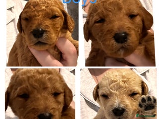 Labradoodle dogs - Advert 4