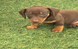 Dachshund dogs for sale: Dachshund Puppies  - Image 4