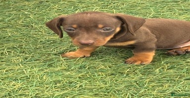 Dachshund dogs - Advert 4