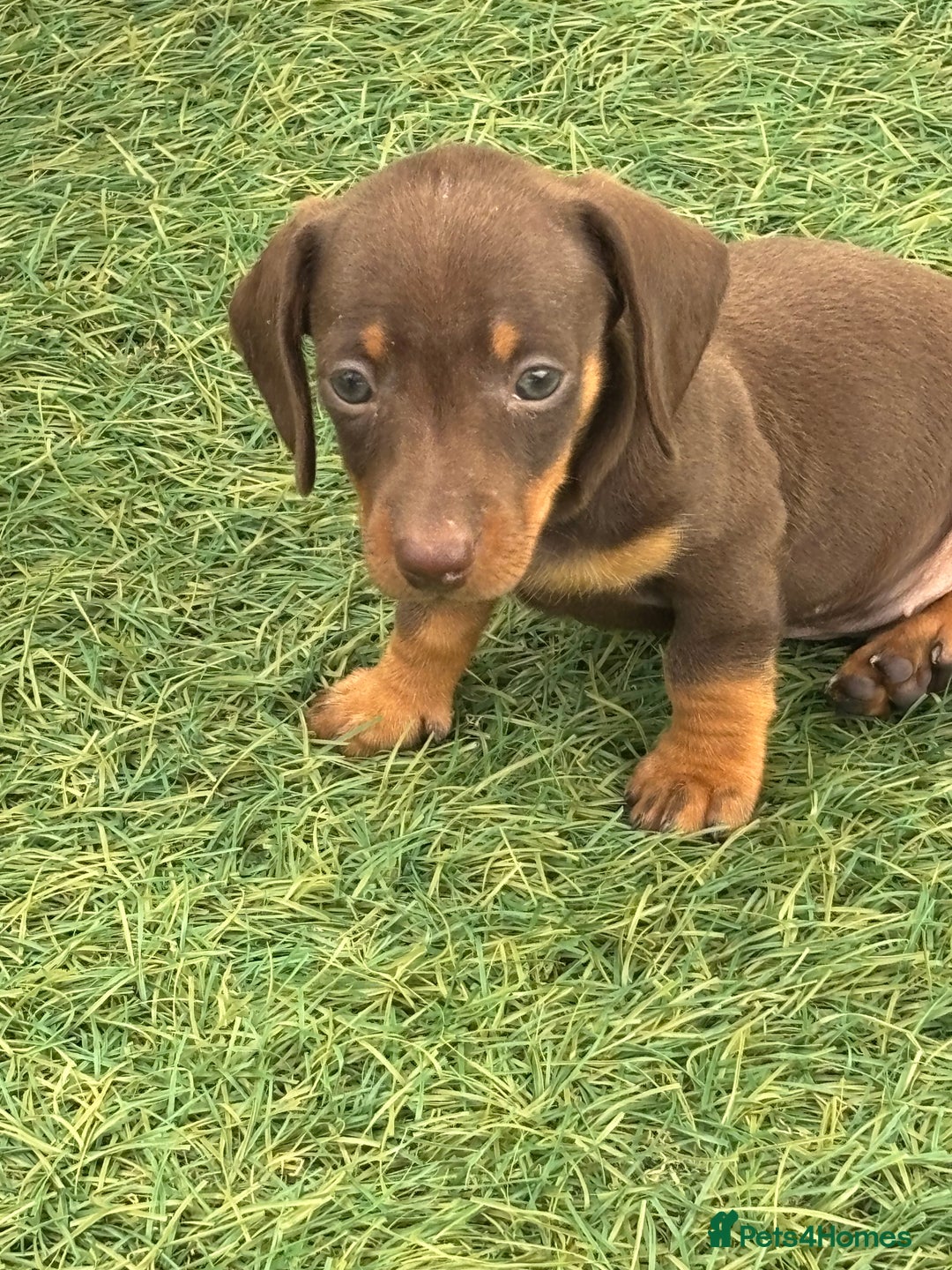 Dachshund dogs for sale: Dachshund Puppies  - Image 4