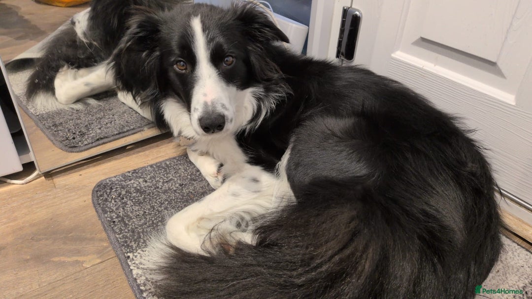 Border Collie dogs for sale: 5⭐️breeder KC DNA tested champions border collie  - Advert 24