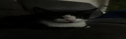 Domestic Shorthair cats for sale: 3 kittens  in Slough - Advert 9