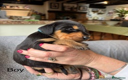 Mixed Breed dogs for sale: lurcher x Vizsla  - Image 9