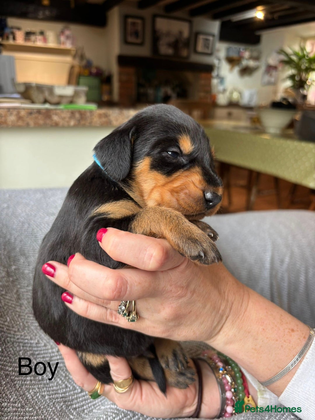 Mixed Breed dogs for sale: lurcher x Vizsla  - Image 9