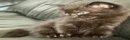 Mixed Breed cats for sale: Lilac seal point bsh x kittens  - Advert 9