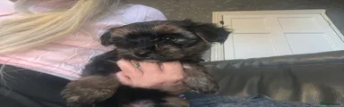 Yorkshire Terrier 1