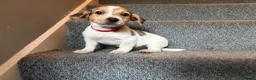 Jack Russell dogs for sale: Jack Russell puppies - Advert 27