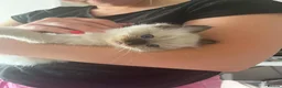 Ragdoll cats for sale: 3 Ragdoll kittens for sale - Advert 10