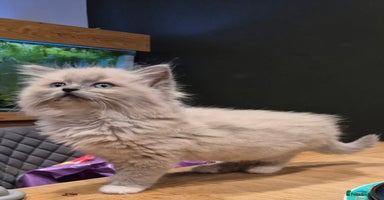 Ragdoll cats - Advert 7