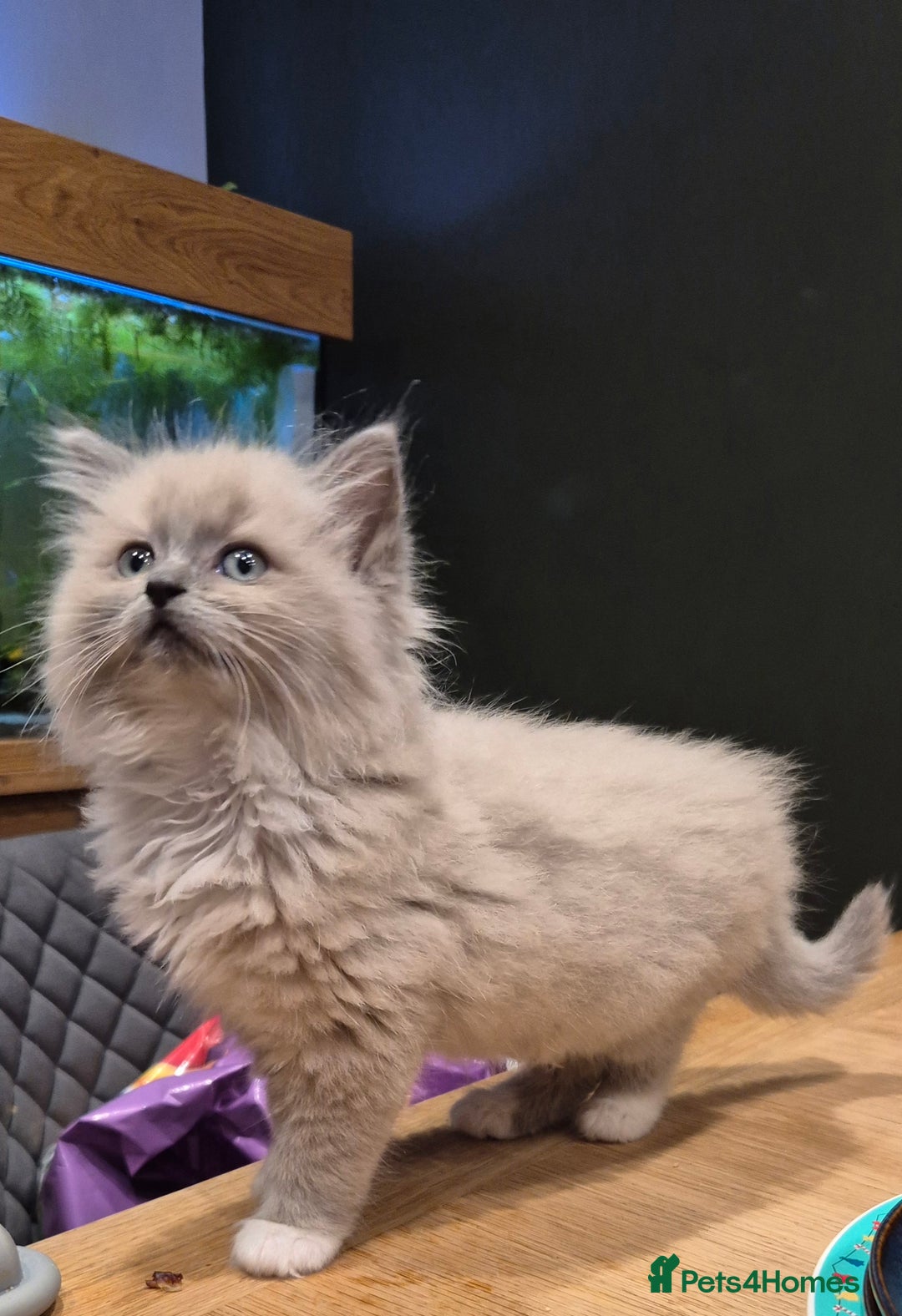 Ragdoll cats for sale: Beautiful Ragdoll Kittens - Image 2