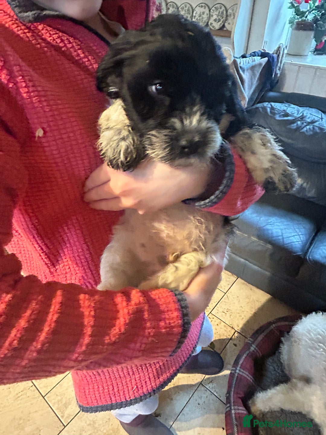 Cavapoo dogs for sale: Beautiful Cavapoo puppies  - Advert 14