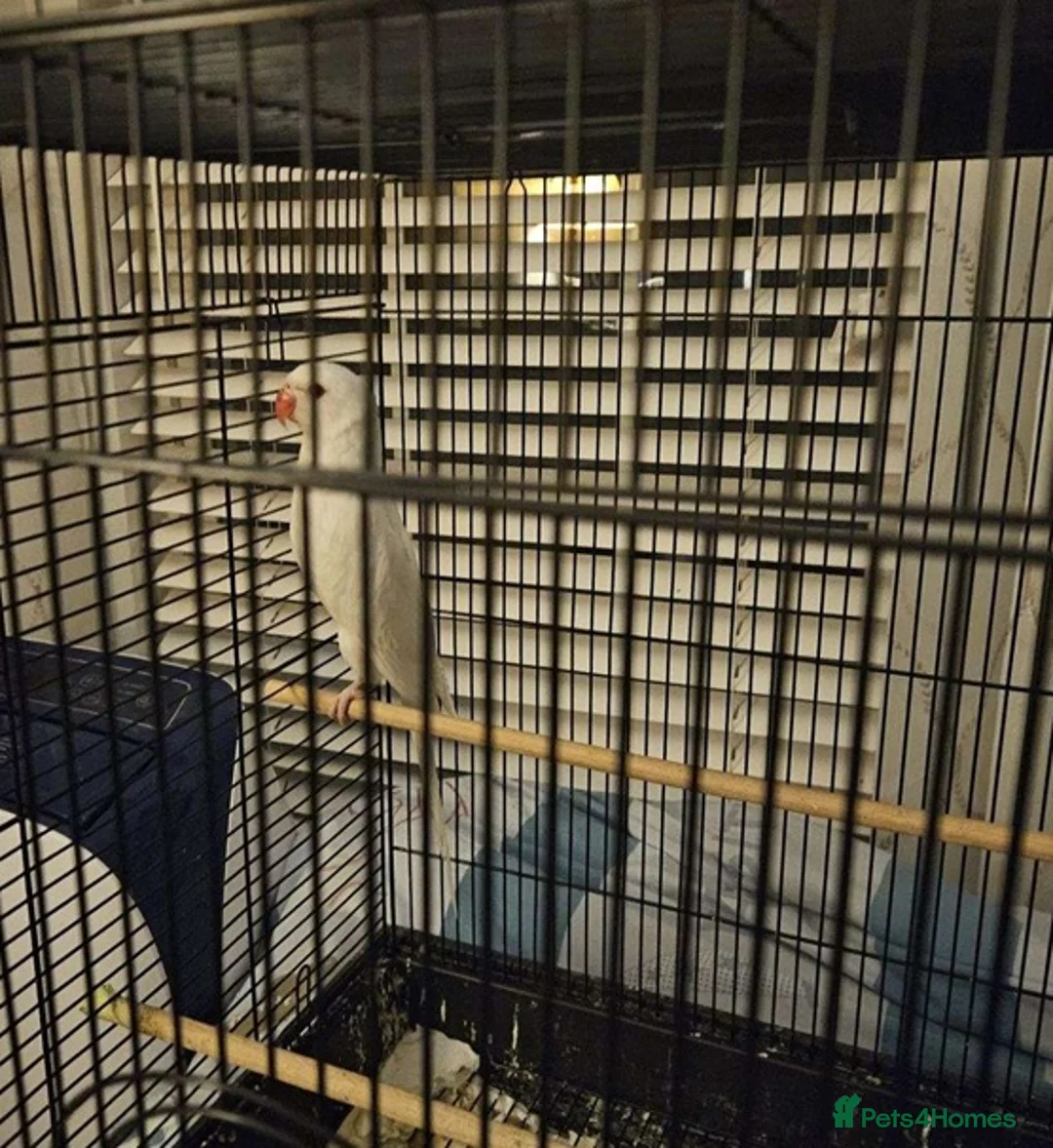 Parrots birds for sale: Healthy,Playful Parrots–Loves Toys & Attention in Leamington Spa - Advert 2