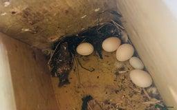 Budgerigars birds for sale: Budgie - Image 13